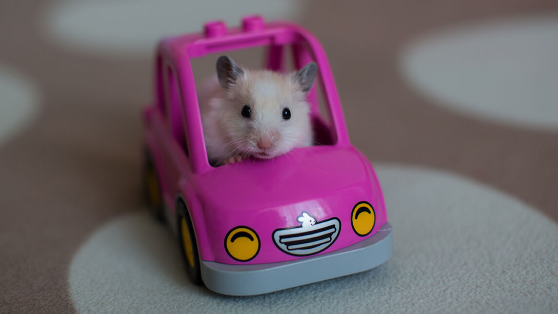 cute hamster riding in a pink car, favorite pet